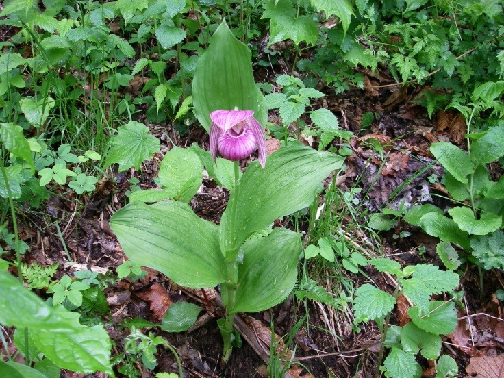 http://www.iwate-eco.jp/kanhoken201703_1.jpg